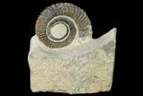 Early Devonian Ammonoid (Anetoceras) - Tazarine, Morocco #154696-2